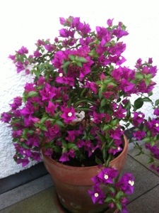 Wunderbare Wunderblume