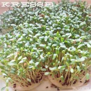 Kresse